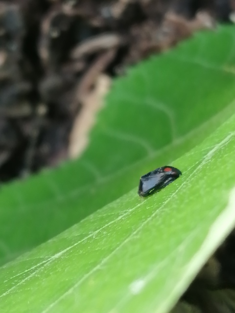Penthimia nigra - fekete kabóca
