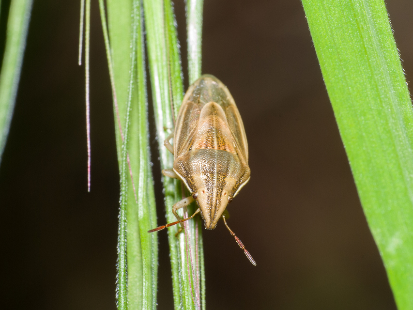 Aelia acuminata - közönséges szipolypoloska Aelia acuminata - közönséges szipolypoloska