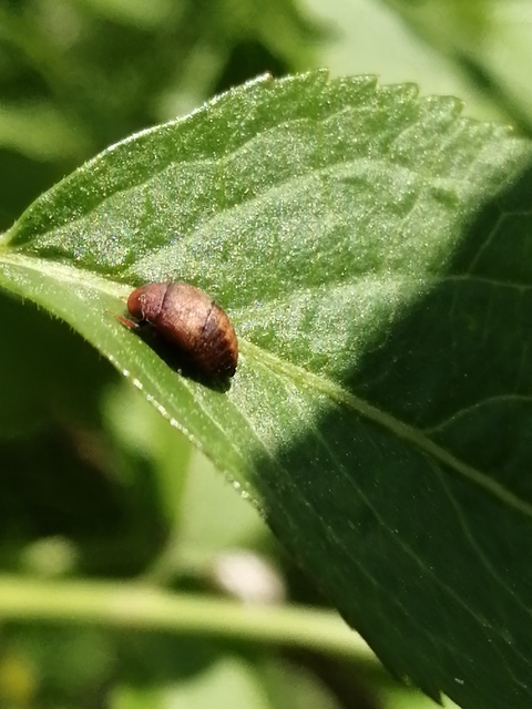 Penthimia nigra - fekete kabóca