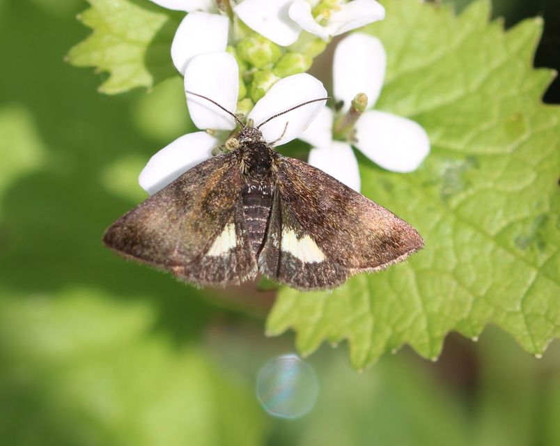 Panemeria tenebrata - apró sárgabagoly