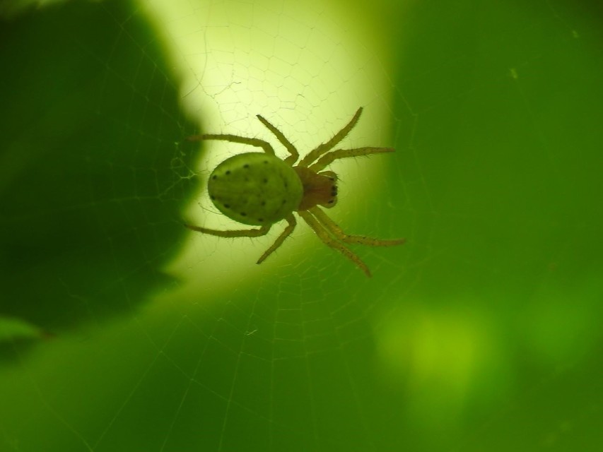 Araniella