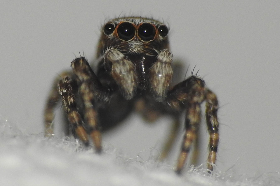 Attulus