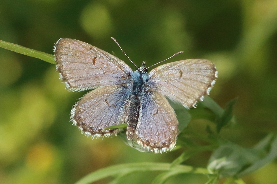 Pseudophilotes schiffermuelleri - apró boglárka