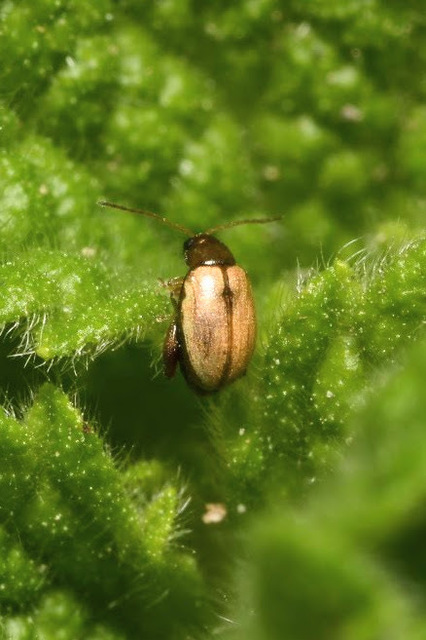 Longitarsus