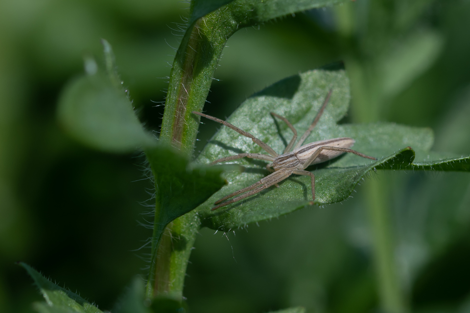 Tibellus