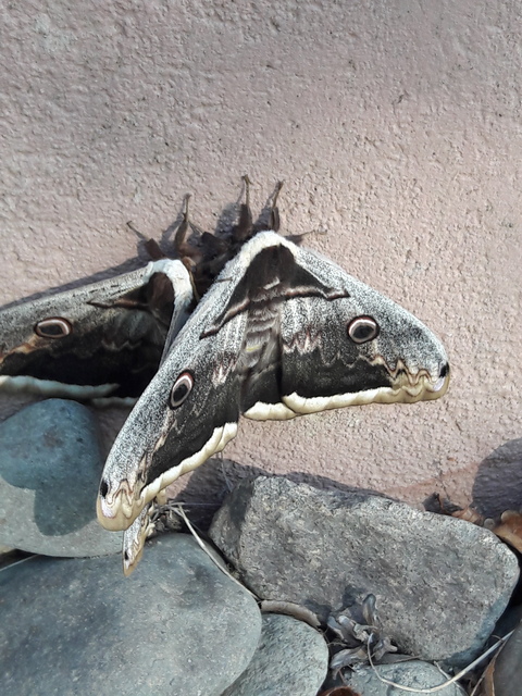Saturnia pyri - nagy pávaszem