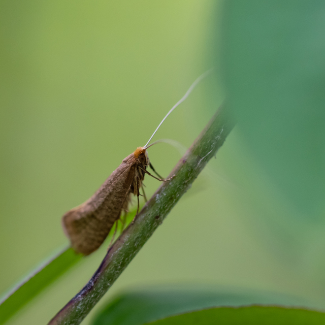 Nematopogon