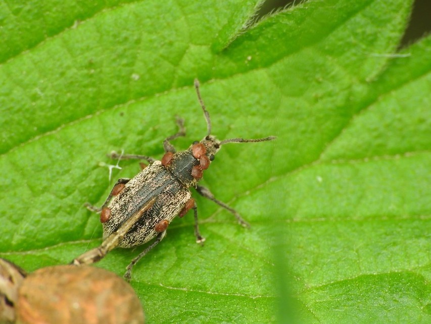 Phyllobius pyri - gyümölcsfa-levélormányos