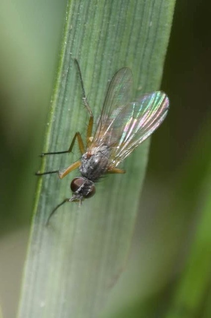 Coenosia