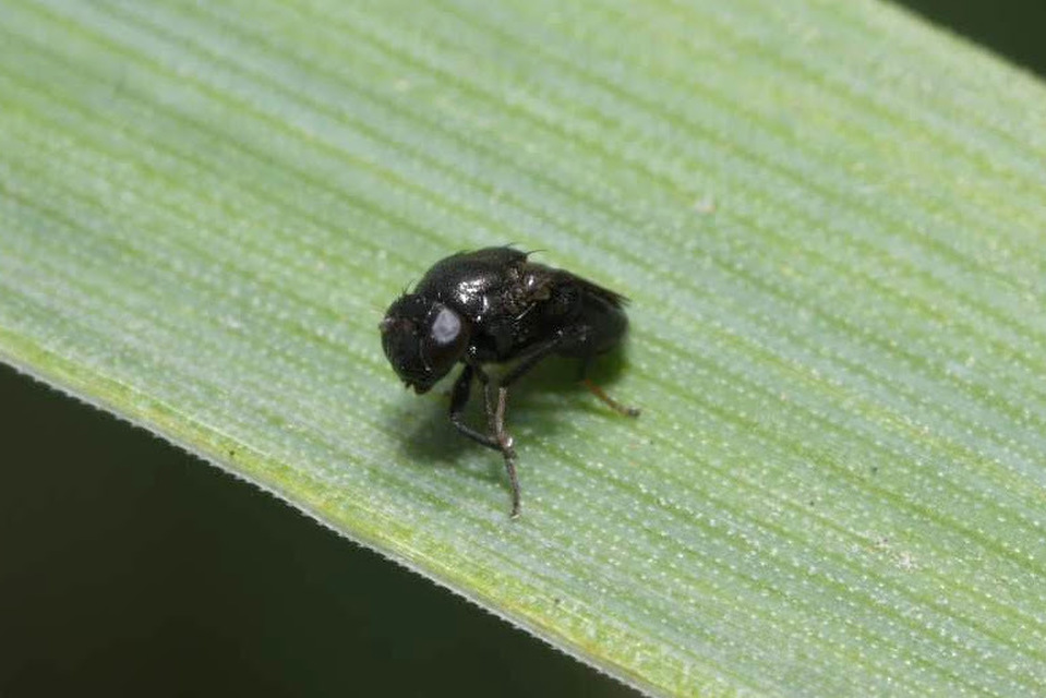 Discomyza
