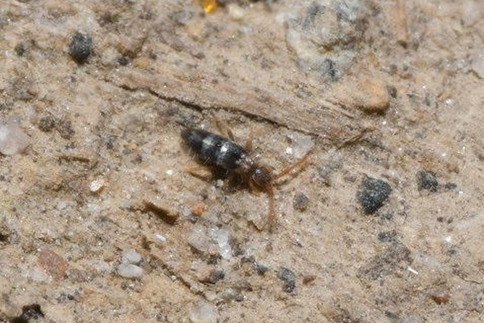 Entomobryidae