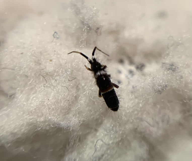 Orchesella
