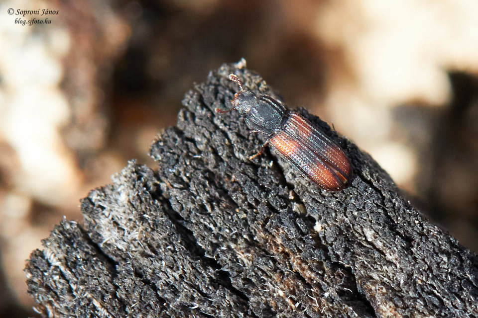 Bitoma crenata - szalagos héjbogár