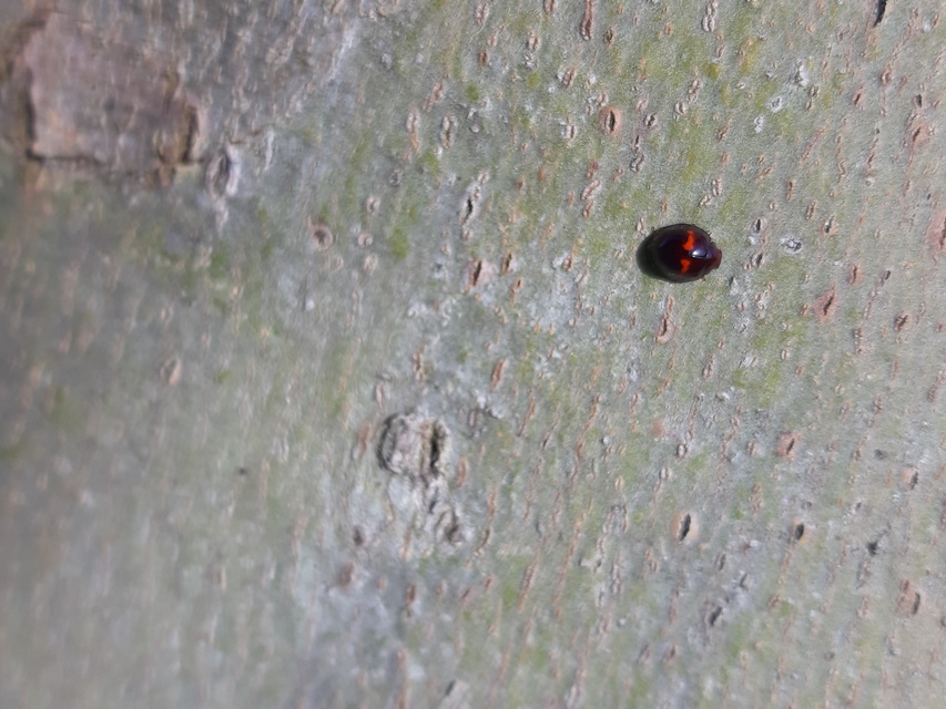 Chilocorus bipustulatus - szalagos szerecsenkata