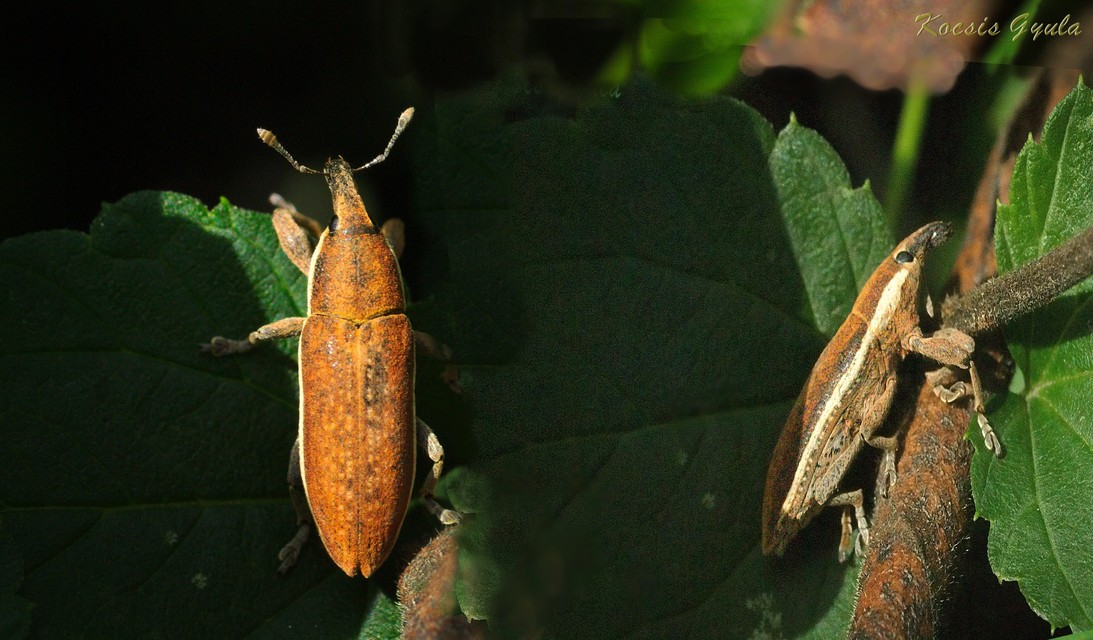 Lixus ochraceus - retek-dudvabarkó