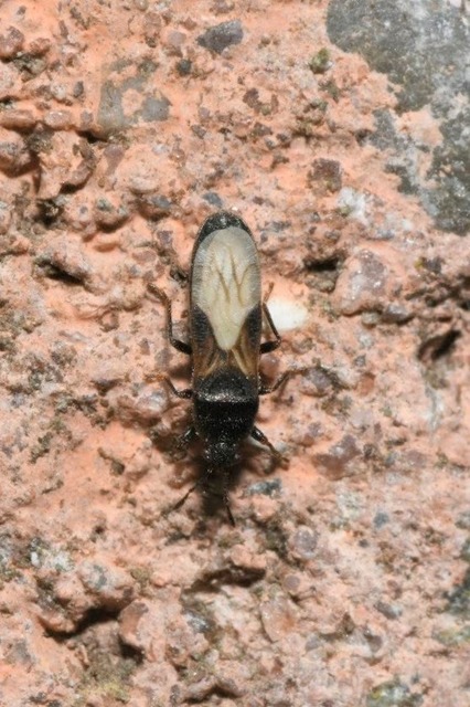 Dimorphopterus spinolae - közönséges karcsúbodobács