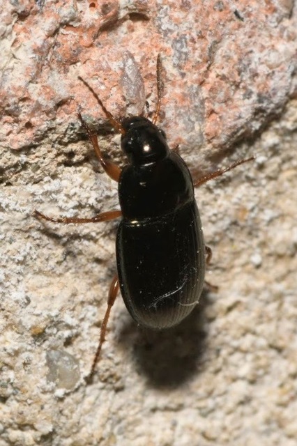 Amara anthobia - réti közfutó Amara anthobia - réti közfutó