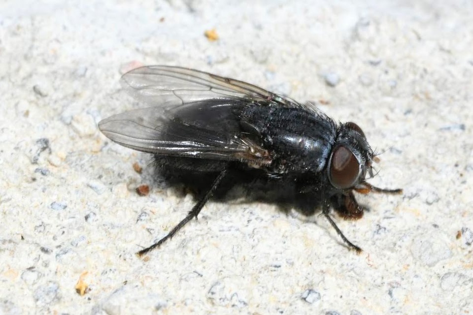 Muscina pascuorum