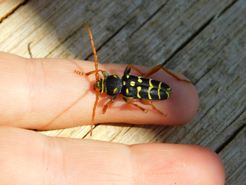 Plagionotus arcuatus - bársonyos darázscincér