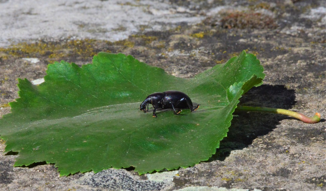Liparus dirus - sujtár-szerecsenományos Liparus dirus - sujtár-szerecsenományos