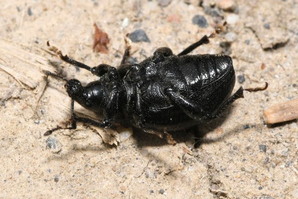 Otiorhynchus catenulatus - gyászos gyalogormányos