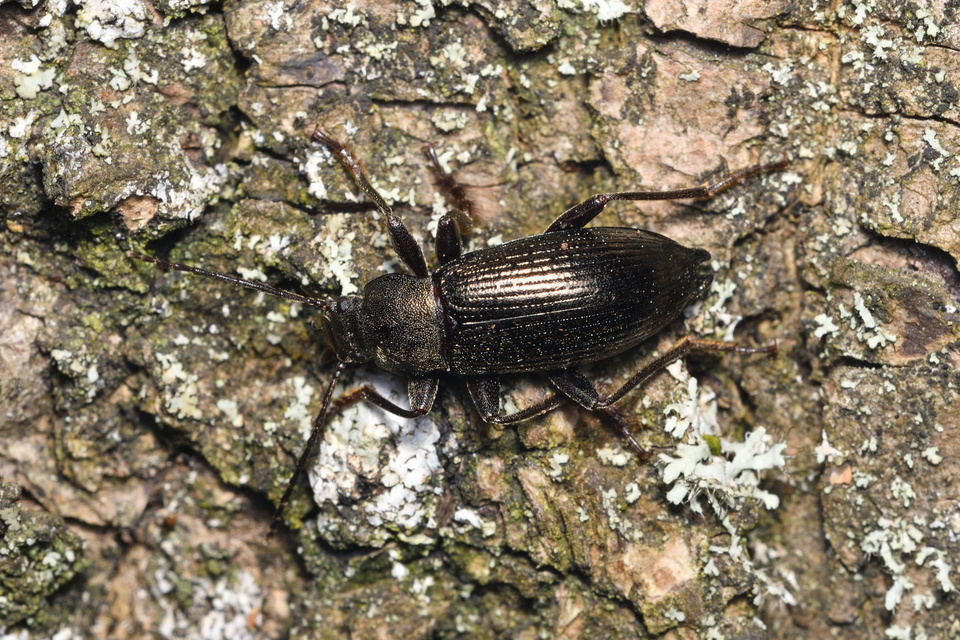 Stenomax aeneus - bronzos gyászbogár