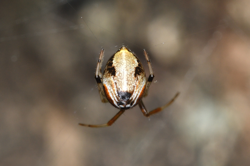 Parasteatoda lunata - holdas törpepók