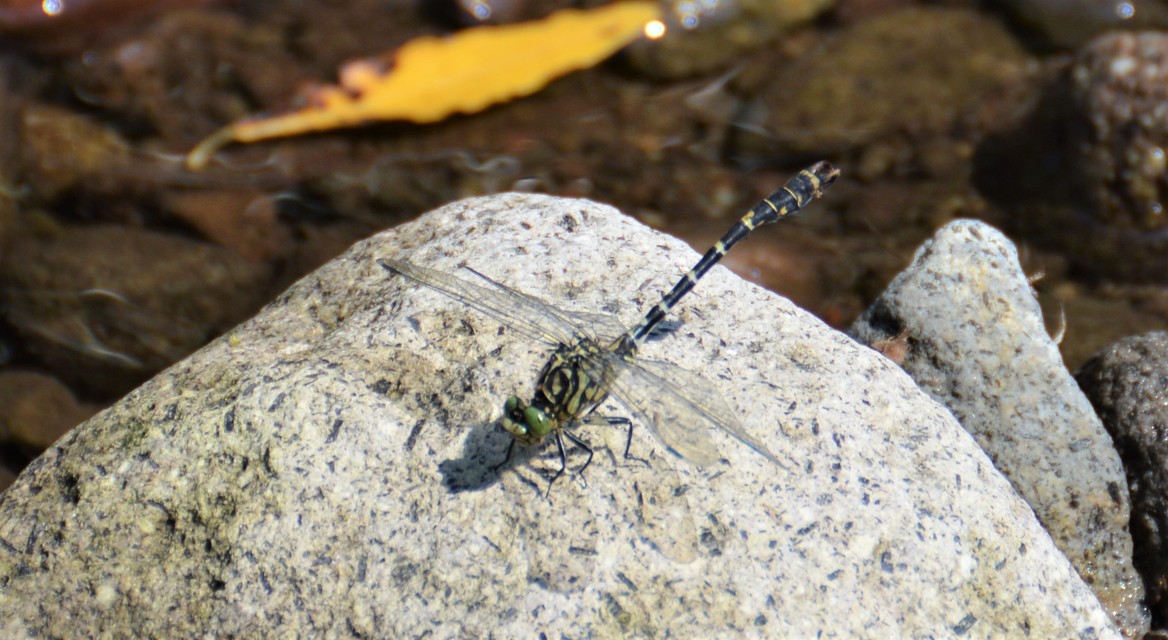 Onychogomphus forcipatus - gyűrűs folyami-szitakötő
