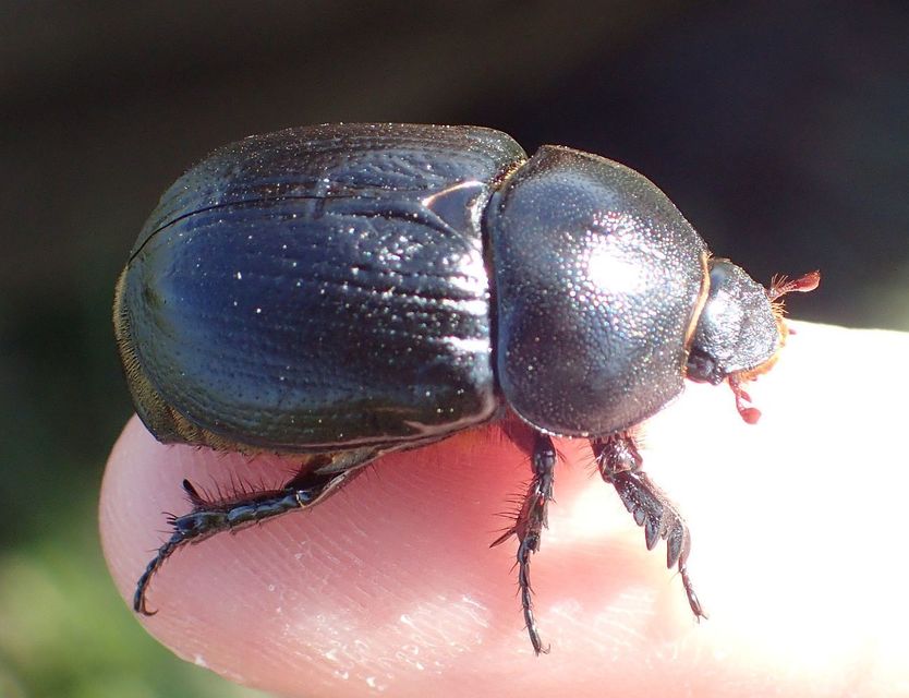 Pentodon idiota - butabogár
