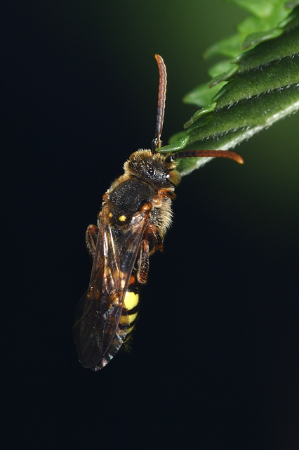 Nomada
