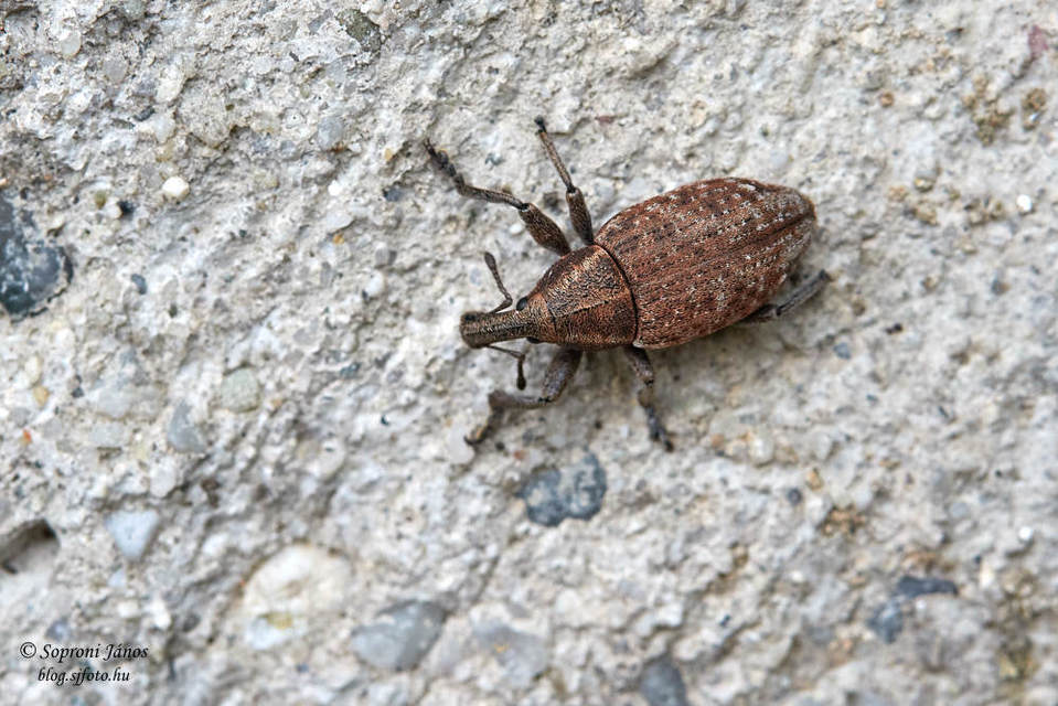 Lepyrus capucinus - pettyes fűzormányos