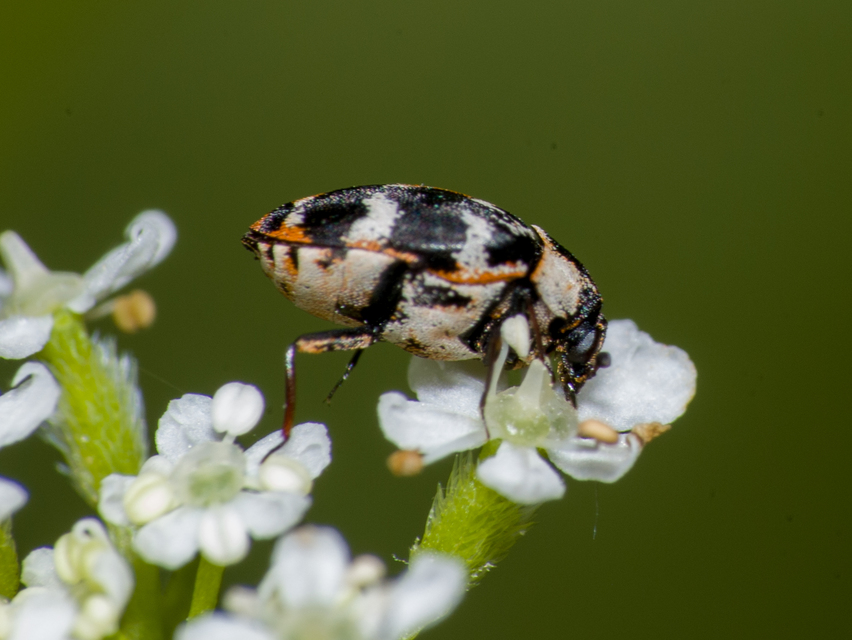 Anthrenus scrophulariae - nagy múzeumbogár
