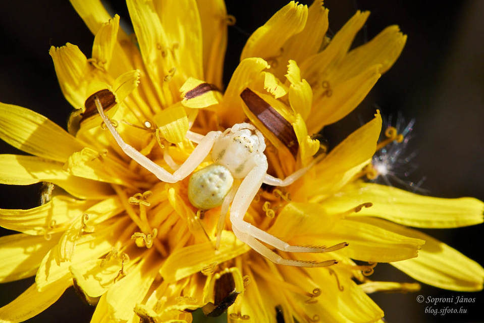 Misumena vatia - viráglakó karolópók