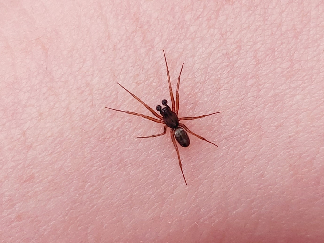 Neriene furtiva