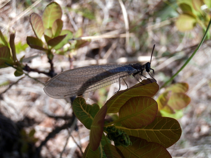 Myrmeleon