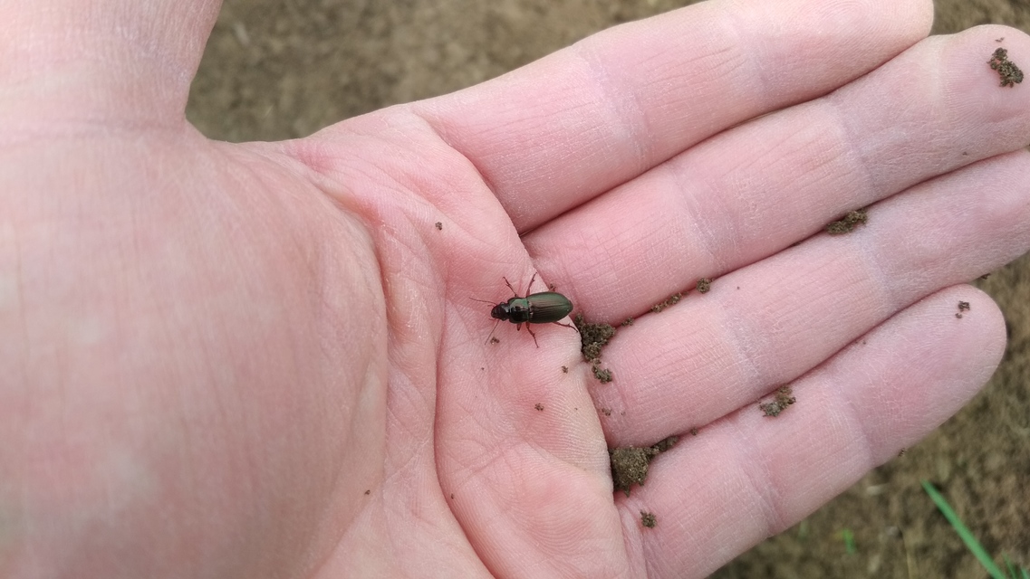 Harpalus affinis - szőrösszárnyú lomhafutó