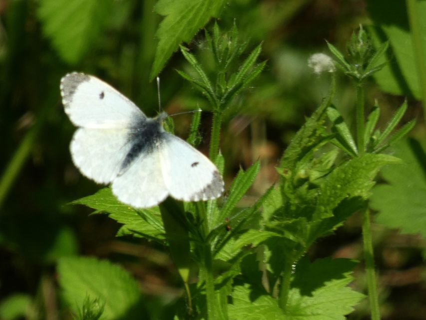 Anthocharis cardamines - hajnalpírlepke