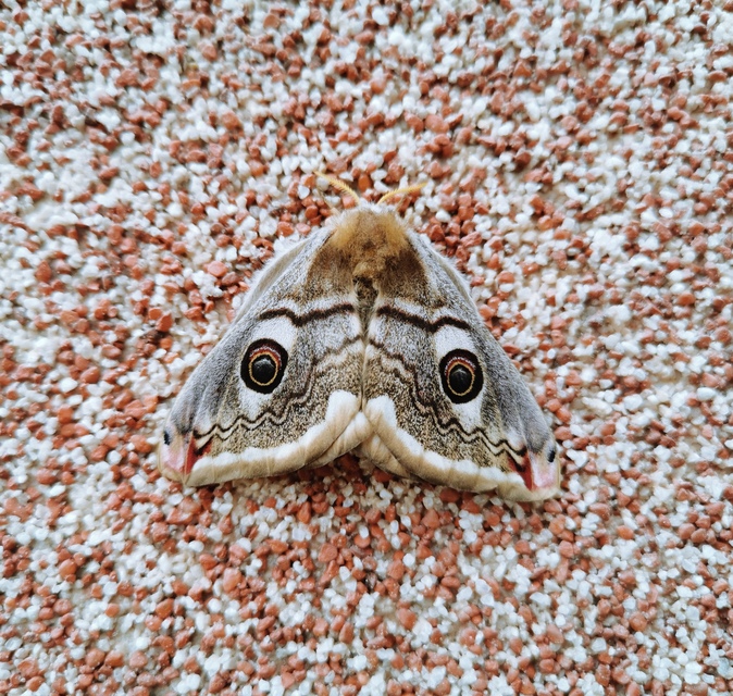 Saturnia pavoniella/pavonia