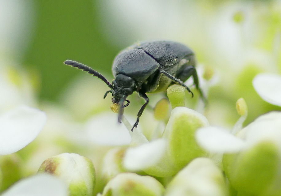Spermophagus