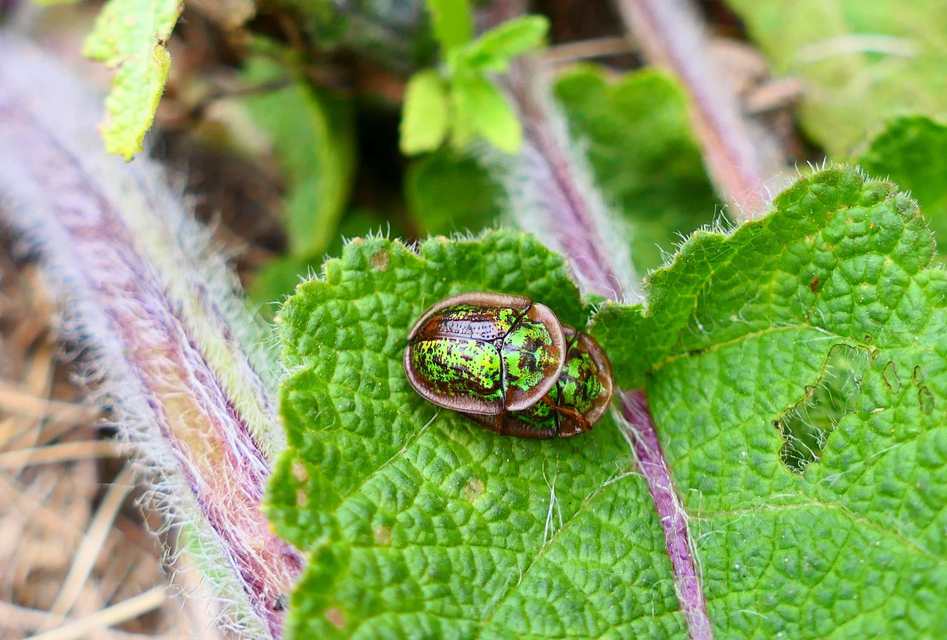 Cassida canaliculata - karimás pajzsbogár
