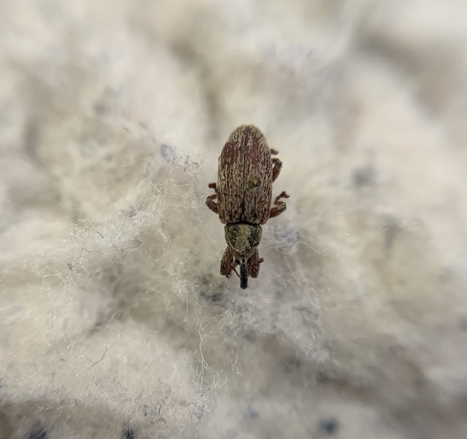 Bradybatus tomentosus - molyhos juharormányos
