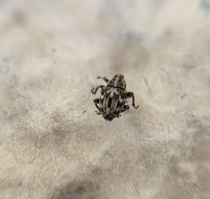 Microplontus triangulum - rajzos cickafarkormányos