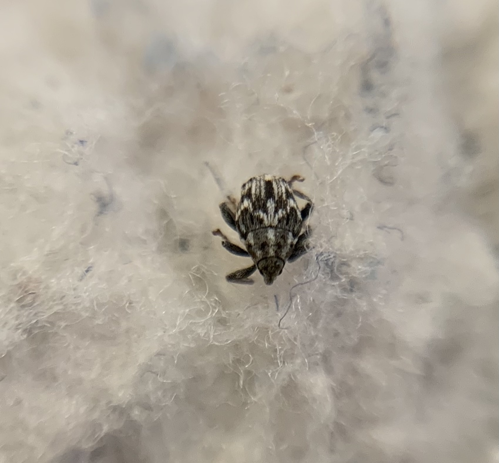 Microplontus triangulum - rajzos cickafarkormányos