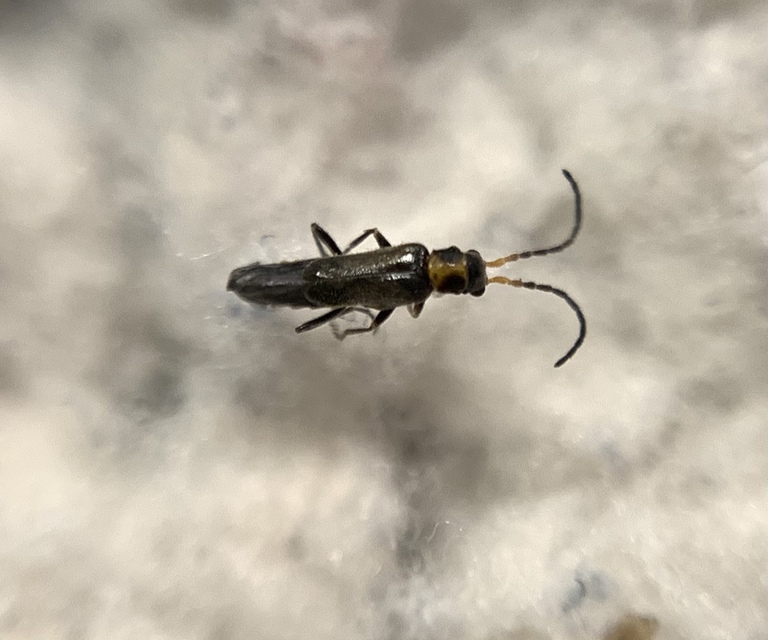 Malthodes dimidiaticollis - foltosnyakú törpelágybogár