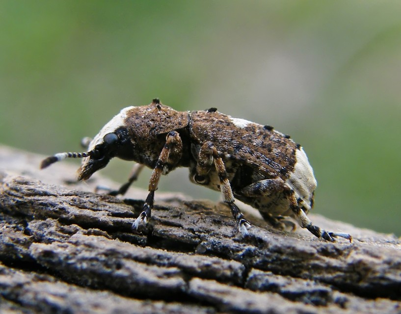 Platystomos albinus - nagybajuszú orrosbogár