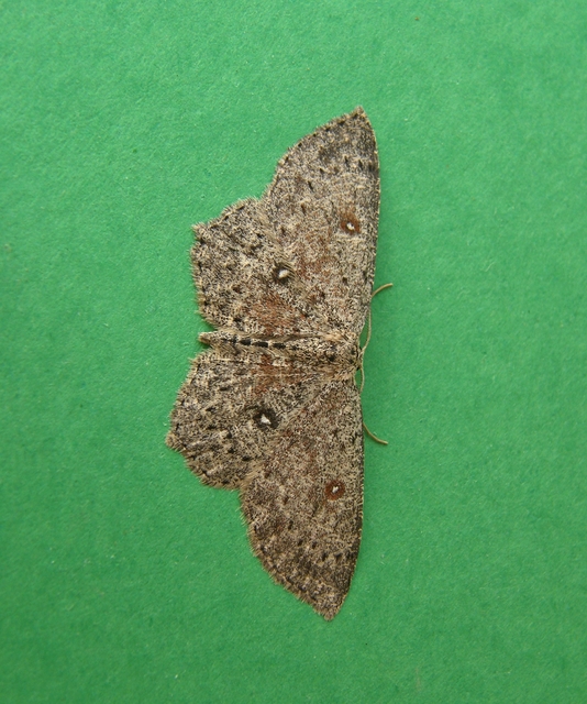 Cyclophora pendularia - fűzfa-pettyesaraszoló