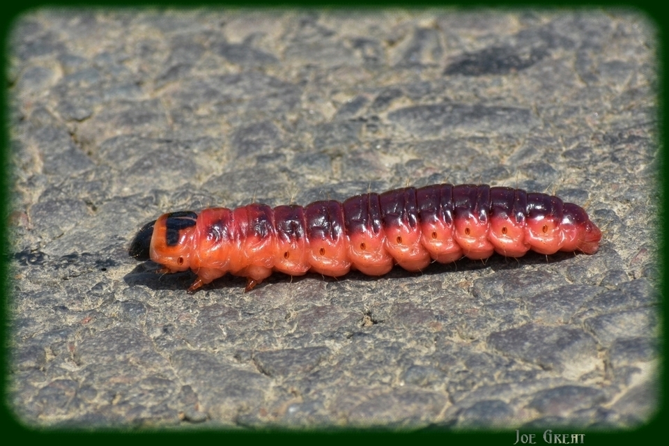 Cossus cossus - fűzfarontólepke