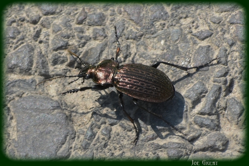 Carabus ulrichii - rezes futrinka Carabus ulrichii - rezes futrinka
