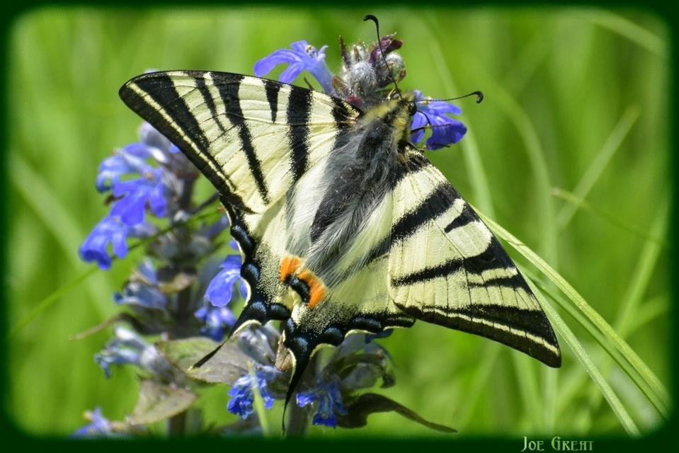 Iphiclides podalirius - kardoslepke