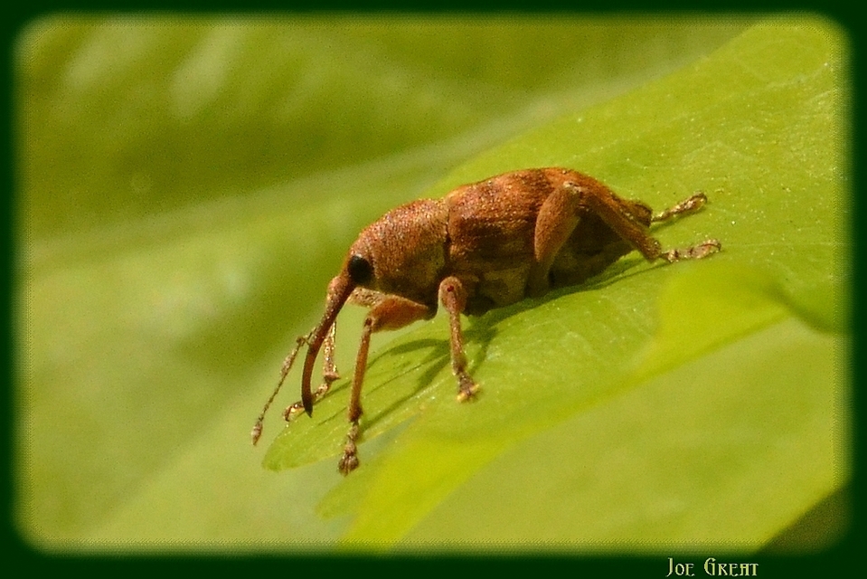 Curculio venosus - tarajos zsuzsóka